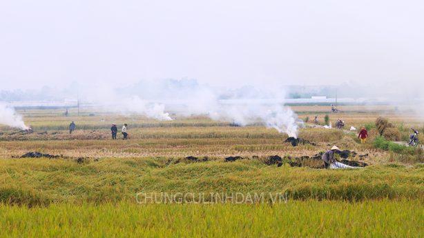 Giá đất nông nghiệp cao nhất tại Hà Nội dự kiến vẫn 290.000 đồng một m2